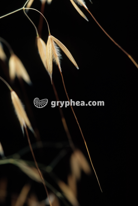 Stipe (Stipa gigantea) - semence - gryphea.org